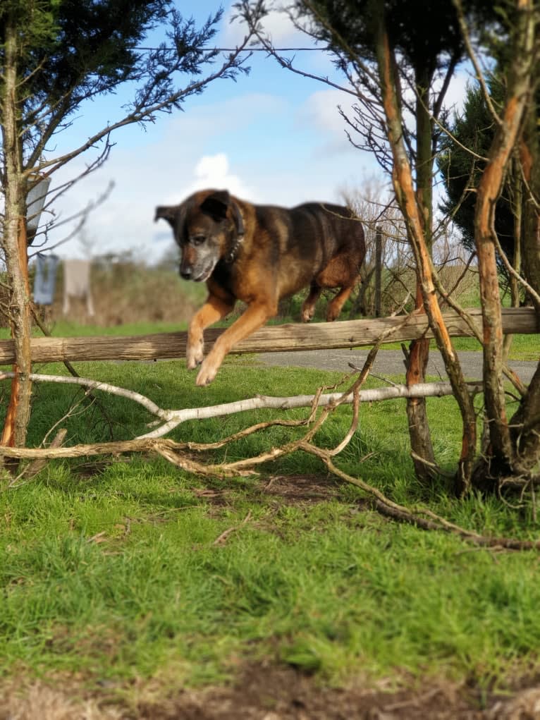 Alfie, a Belgian Malinois and Rottweiler mix tested with EmbarkVet.com