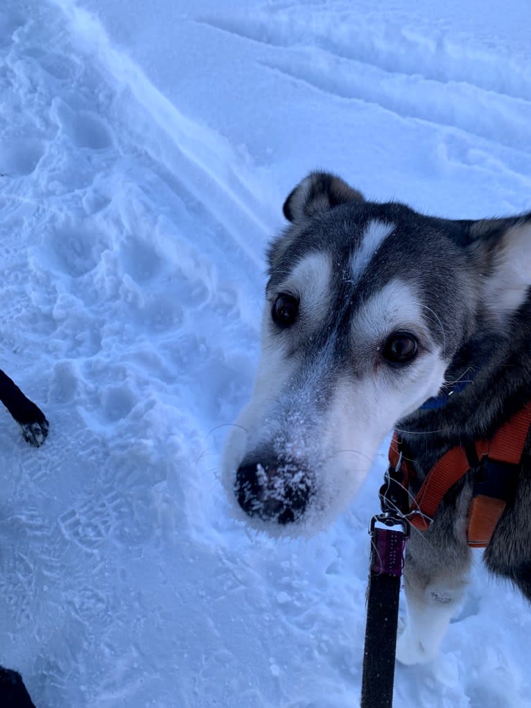 Toby, an Alaskan-type Husky tested with EmbarkVet.com