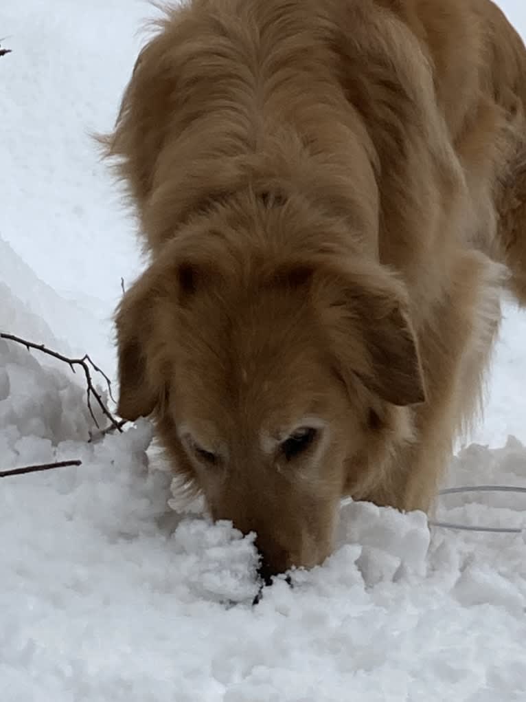 Timber “Gross Manor’s I’ll Be The One You Won’t Forget”, a Golden Retriever tested with EmbarkVet.com