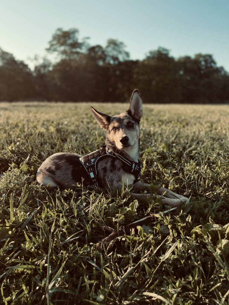 Cosmo, a Siberian Husky and German Shepherd Dog mix tested with EmbarkVet.com