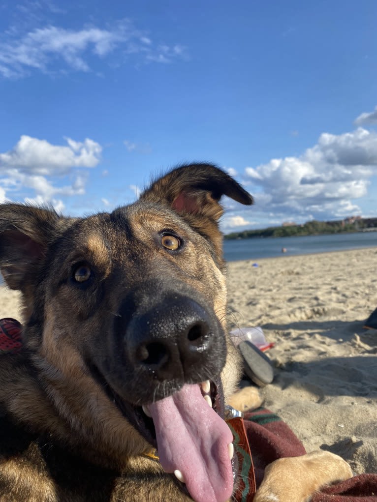 Arni, an Eastern European Village Dog and German Shepherd Dog mix tested with EmbarkVet.com