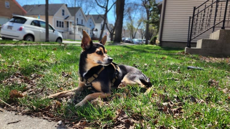 Bowser, a Chihuahua and Pomeranian mix tested with EmbarkVet.com