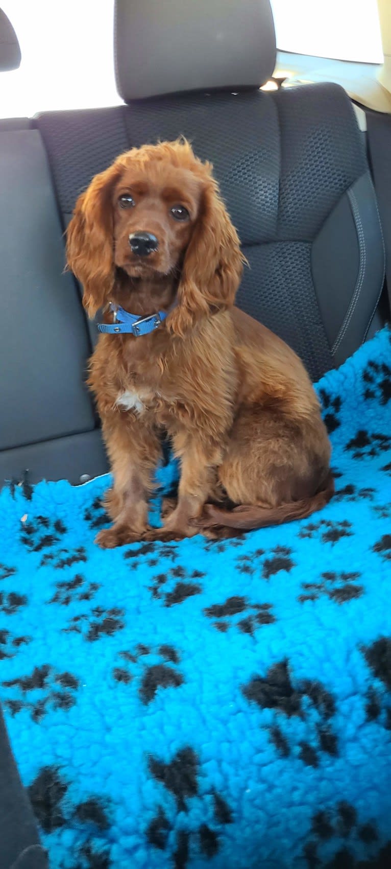 Bree, a Poodle (Small) and Cocker Spaniel mix tested with EmbarkVet.com