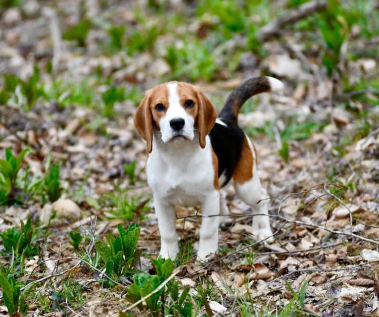 Sassy Claire, a Beagle tested with EmbarkVet.com