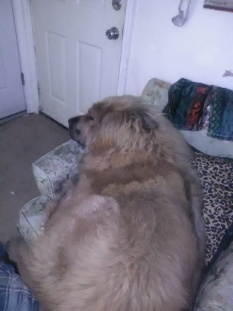 mufasa, a Tibetan Mastiff tested with EmbarkVet.com