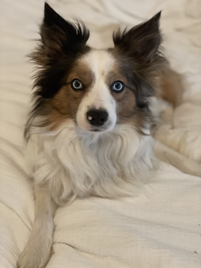 Pico, a Border Collie and Papillon mix tested with EmbarkVet.com