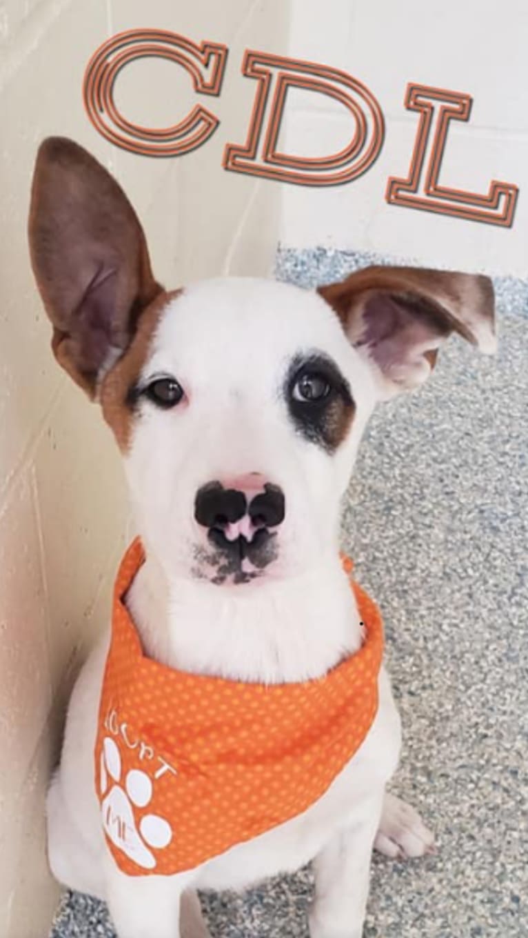 Captain Jack, an American Pit Bull Terrier and Siberian Husky mix tested with EmbarkVet.com