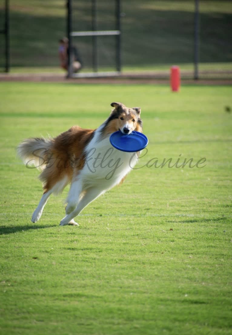 Greer, a Collie tested with EmbarkVet.com