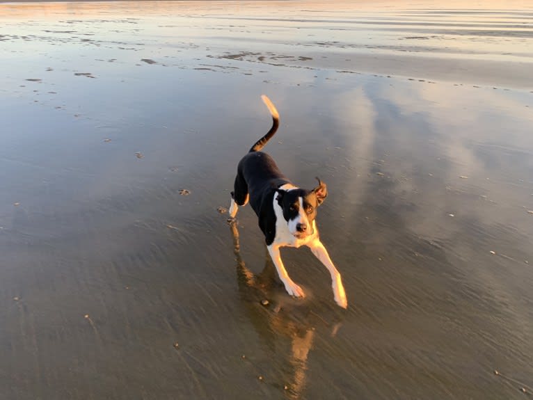 NicKenzie, an American Pit Bull Terrier and English Shepherd mix tested with EmbarkVet.com