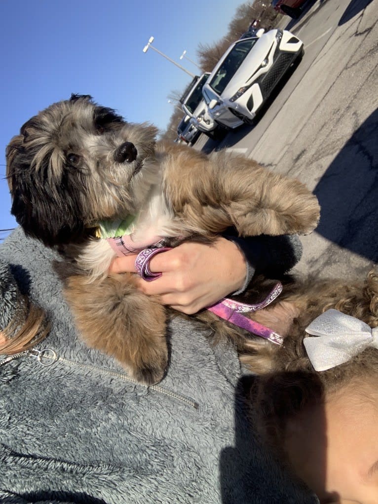 Bella, a Lhasa Apso and Poodle (Small) mix tested with EmbarkVet.com