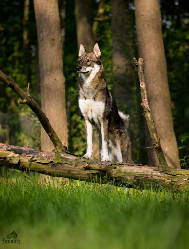 Vidar, a West Siberian Laika tested with EmbarkVet.com