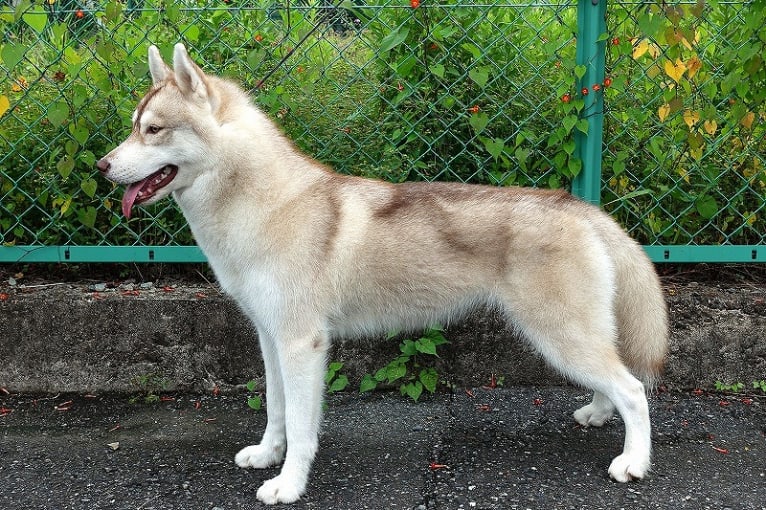 Keely, a Siberian Husky tested with EmbarkVet.com