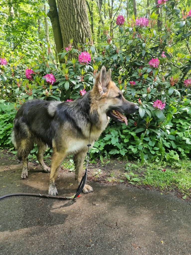 Scarlet, a German Shepherd Dog tested with EmbarkVet.com