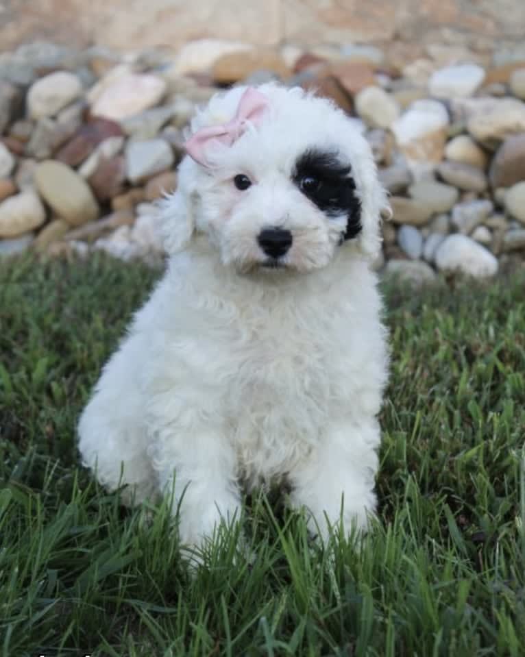 Dolly, a Poodle tested with EmbarkVet.com