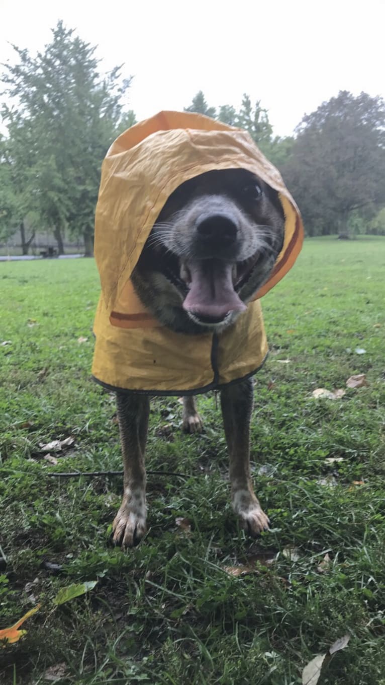 April, an Australian Cattle Dog and Border Collie mix tested with EmbarkVet.com