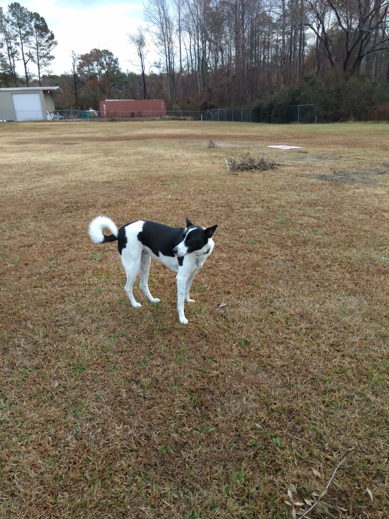 Maggie, a Canaan Dog tested with EmbarkVet.com