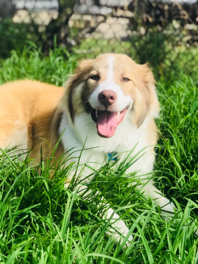 Dakota, an Australian Shepherd and American Pit Bull Terrier mix tested with EmbarkVet.com