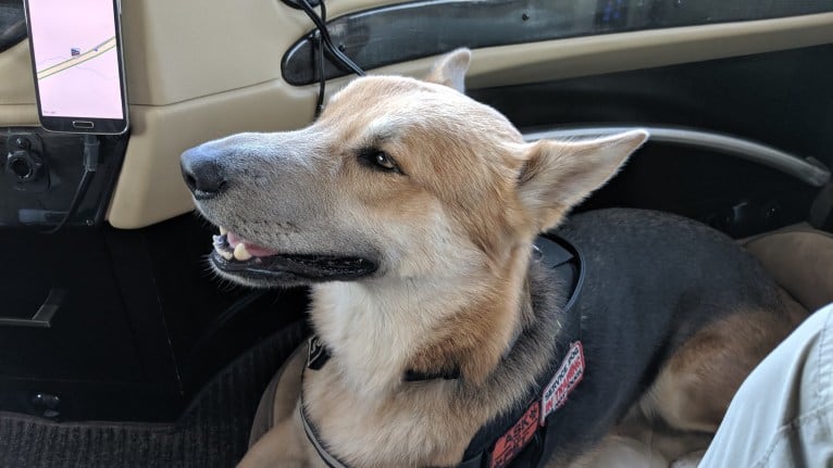 Loki, a Gerberian Shepsky tested with EmbarkVet.com