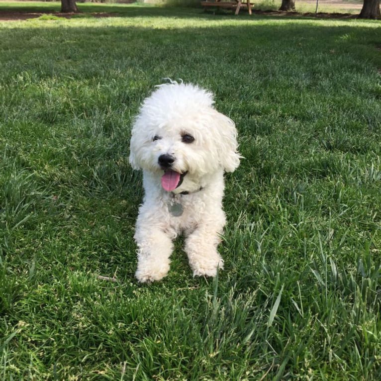 Finley, a Bichon Frise and Chihuahua mix tested with EmbarkVet.com