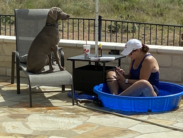 Graycie Treadway, a Weimaraner tested with EmbarkVet.com