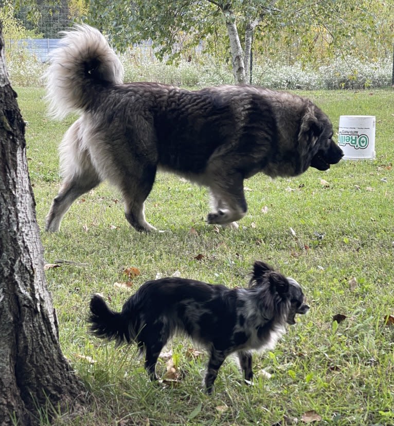 Meeka, a Caucasian Ovcharka tested with EmbarkVet.com