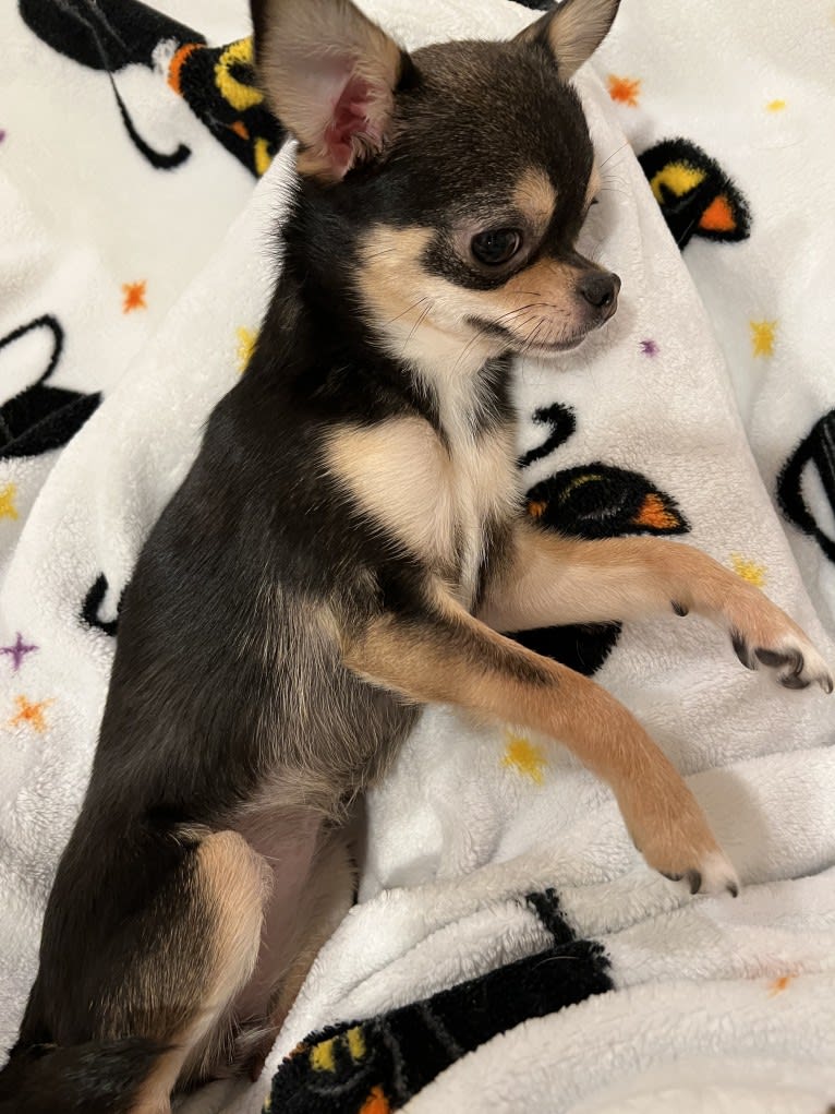 Alli-Mae, a Chihuahua tested with EmbarkVet.com