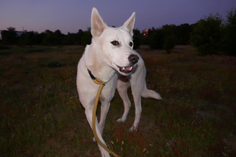 Suri, a Canaan Dog tested with EmbarkVet.com