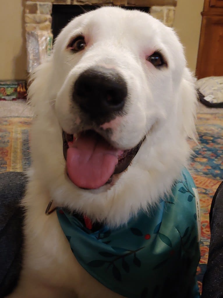 Bear, a Great Pyrenees and Labrador Retriever mix tested with EmbarkVet.com