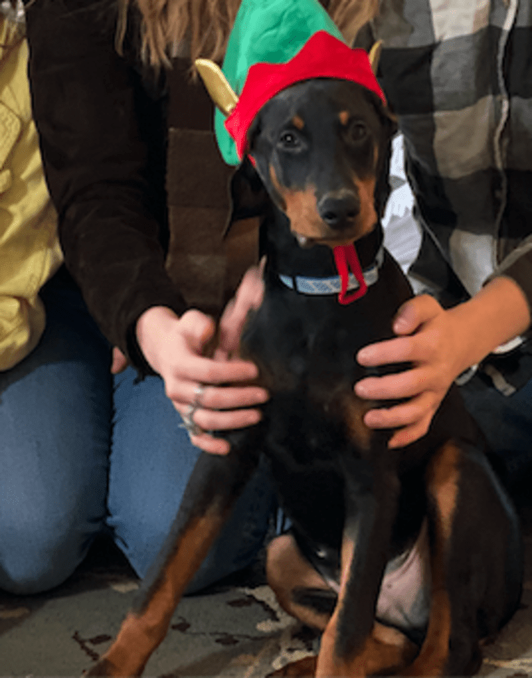 Arlo, a Doberman Pinscher tested with EmbarkVet.com