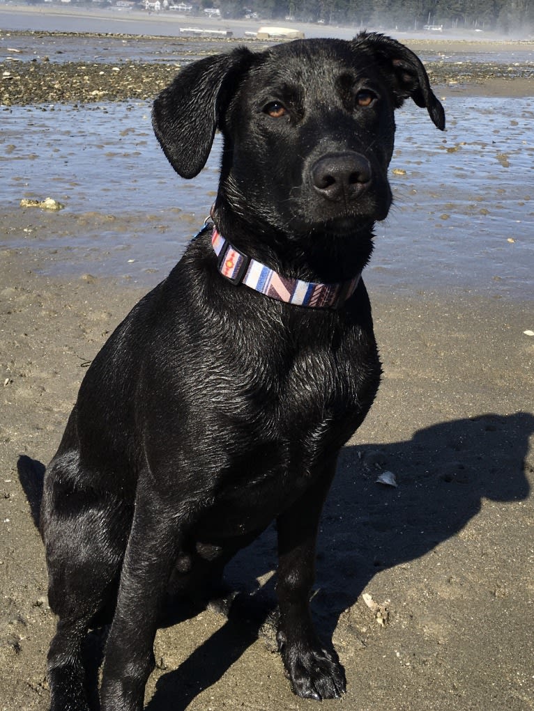 Theo, a Dalmatian and German Shepherd Dog mix tested with EmbarkVet.com