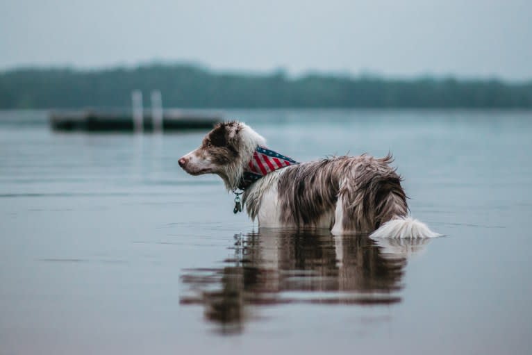 Asher, a Border Collie tested with EmbarkVet.com