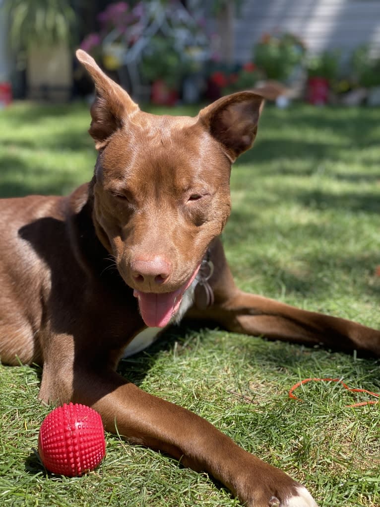 Fudge, an Australian Shepherd and American Pit Bull Terrier mix tested with EmbarkVet.com