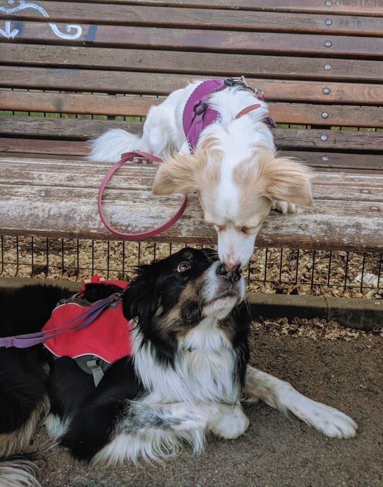 Lizzy (Eliza/Elizabeth), an Eastern European Village Dog and Pekingese mix tested with EmbarkVet.com