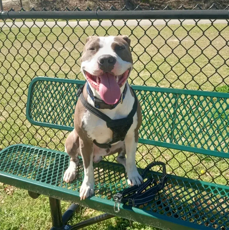 "X" (Dmx), an American Pit Bull Terrier tested with EmbarkVet.com