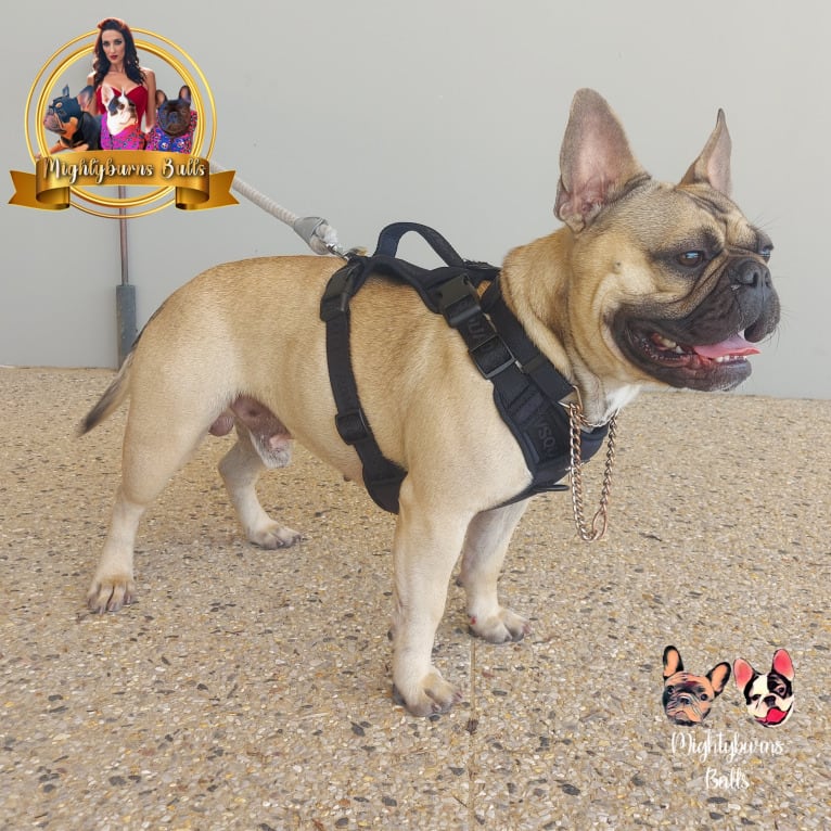 Sirius, a French Bulldog tested with EmbarkVet.com