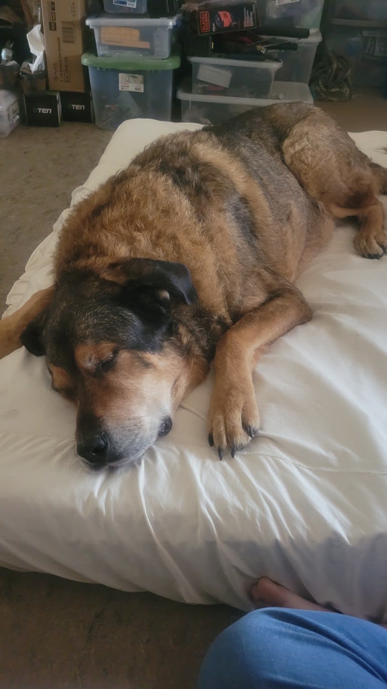 Cooper, a Great Pyrenees and Rottweiler mix tested with EmbarkVet.com