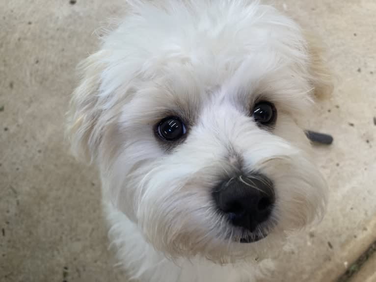 Murphy, a Maltese and Shih Tzu mix tested with EmbarkVet.com