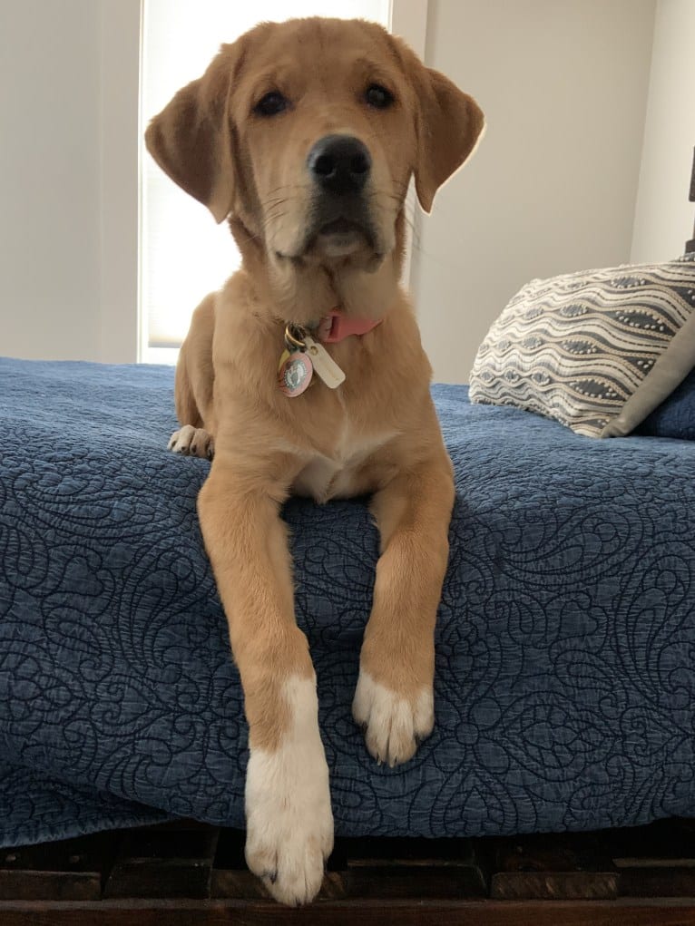 Elle, a Great Pyrenees and Labrador Retriever mix tested with EmbarkVet.com