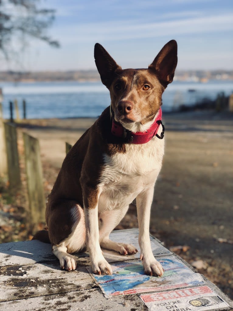 Gemini, a Border Collie and Australian Shepherd mix tested with EmbarkVet.com