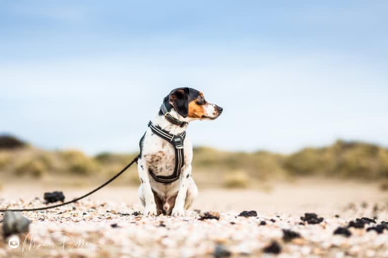 Storm, a Brittany and Russell-type Terrier mix tested with EmbarkVet.com