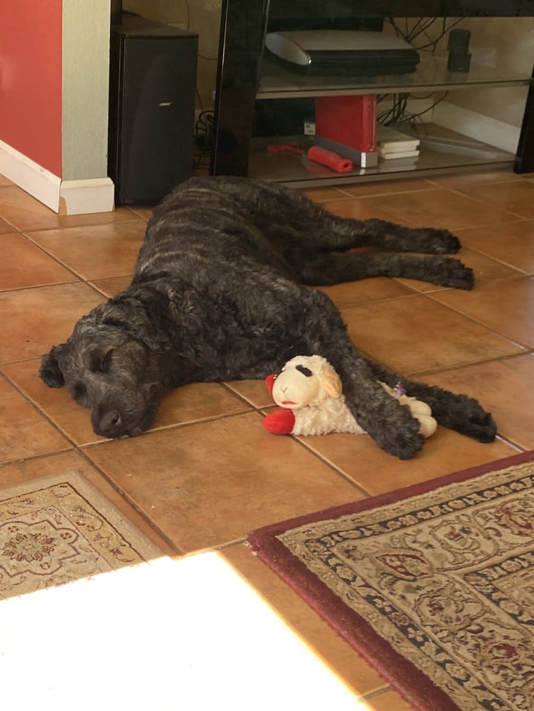 Willomina, a Bouvier des Flandres tested with EmbarkVet.com