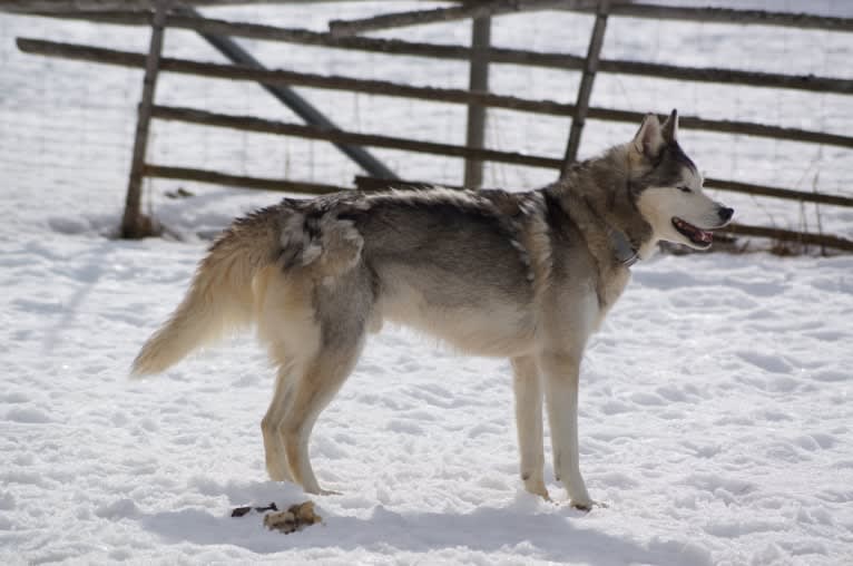 Pamuk av Vargevass, a Siberian Husky tested with EmbarkVet.com