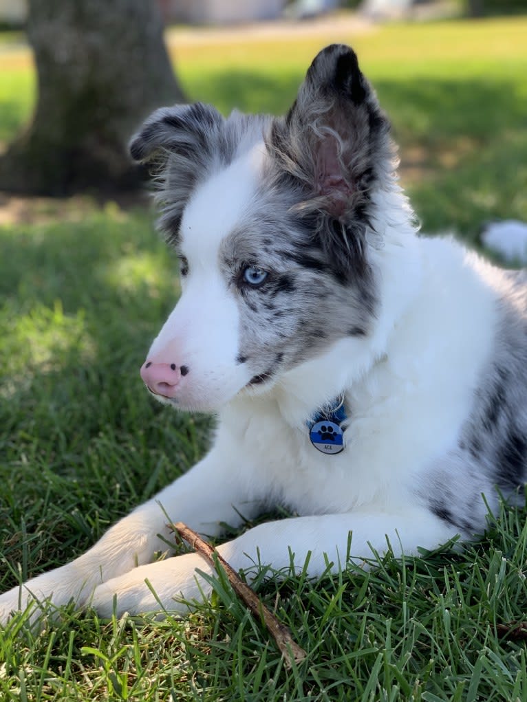 Ace, a Border Collie tested with EmbarkVet.com