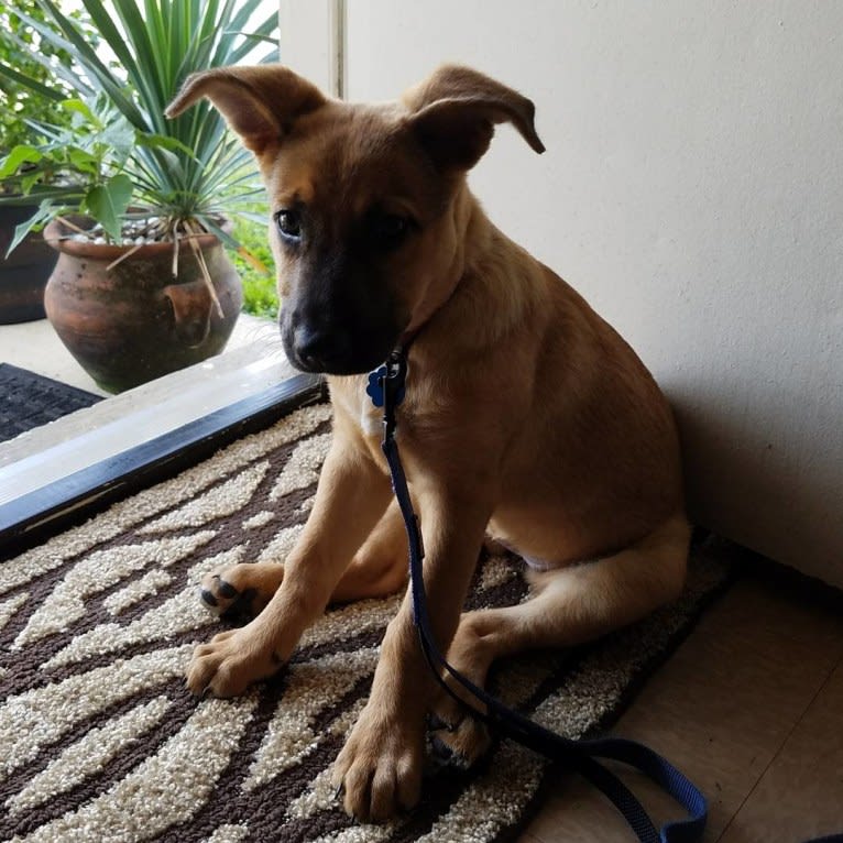 Max, a German Shepherd Dog and Rat Terrier mix tested with EmbarkVet.com