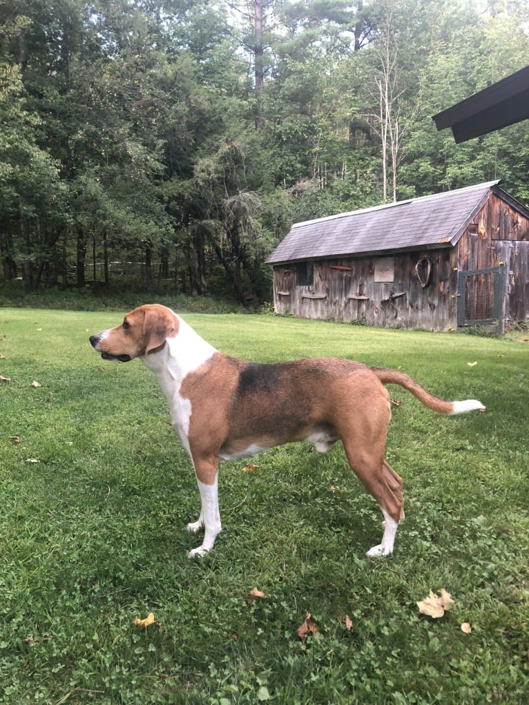 Ace, an American Foxhound tested with EmbarkVet.com