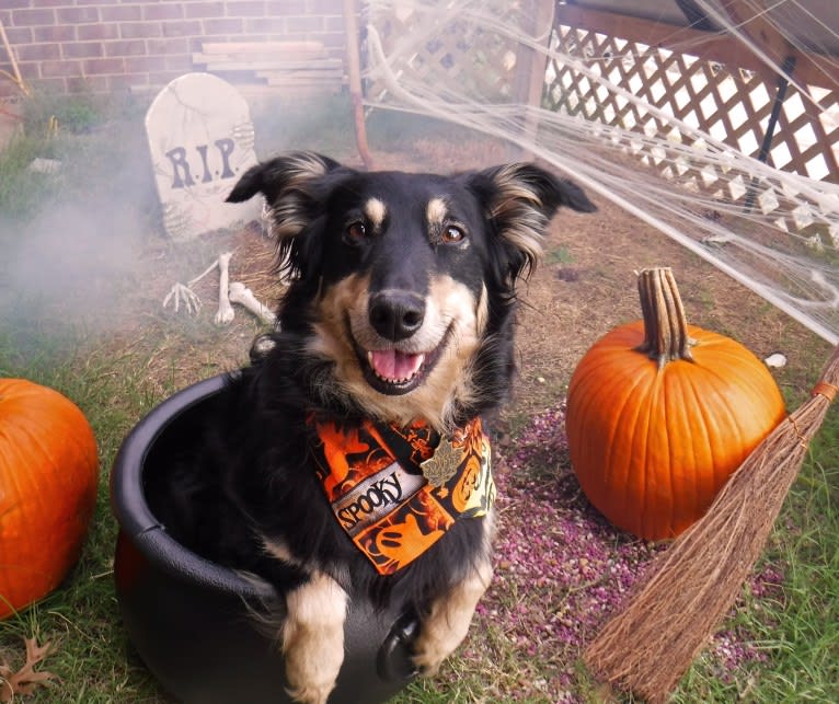 Maple, an English Shepherd tested with EmbarkVet.com