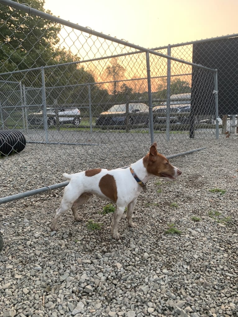 Wally, a Russell-type Terrier tested with EmbarkVet.com