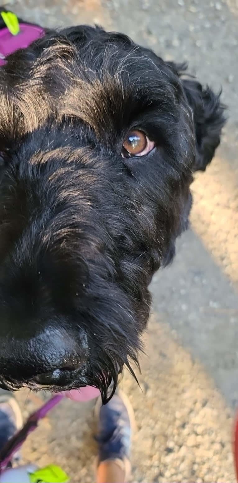 Raven, a Black Russian Terrier tested with EmbarkVet.com