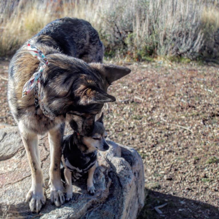 Riley, a German Shepherd Dog and Siberian Husky mix tested with EmbarkVet.com