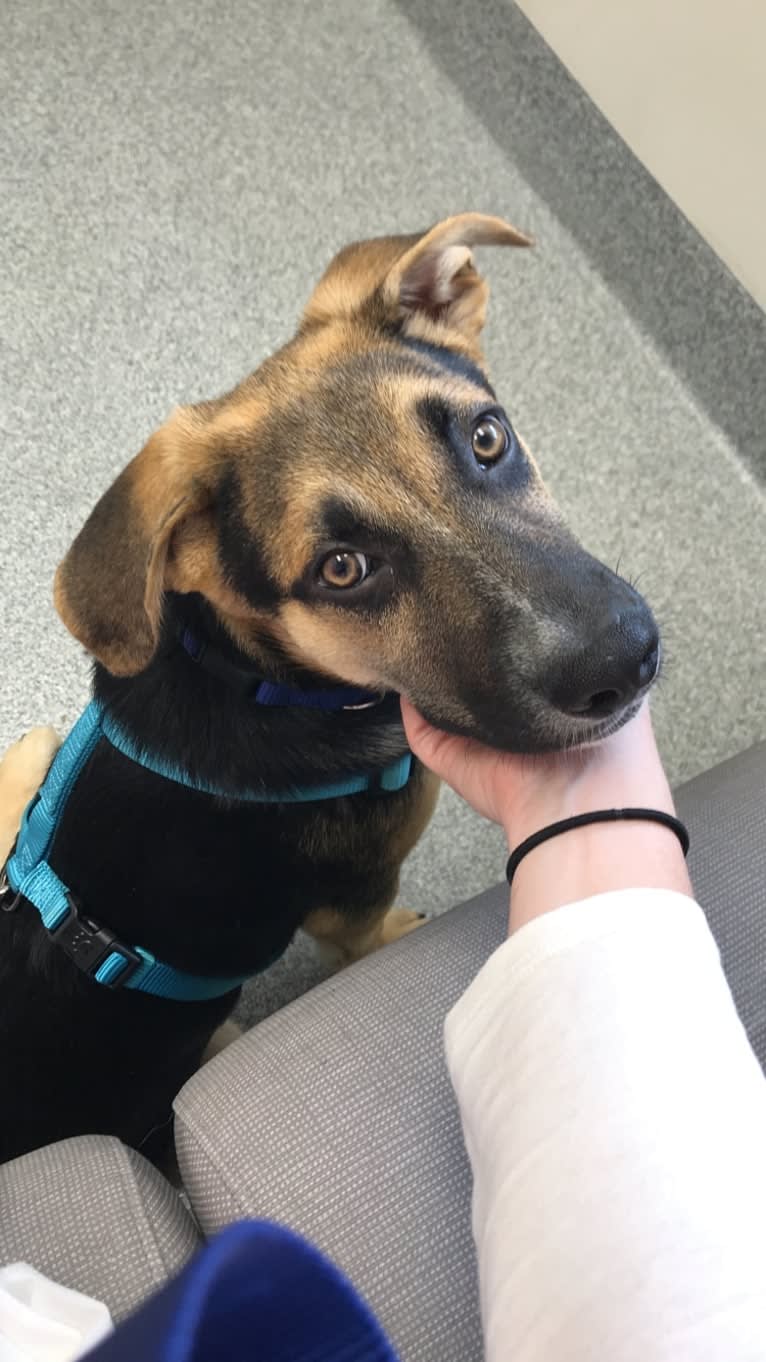 Riley, a German Shepherd Dog and American Pit Bull Terrier mix tested with EmbarkVet.com